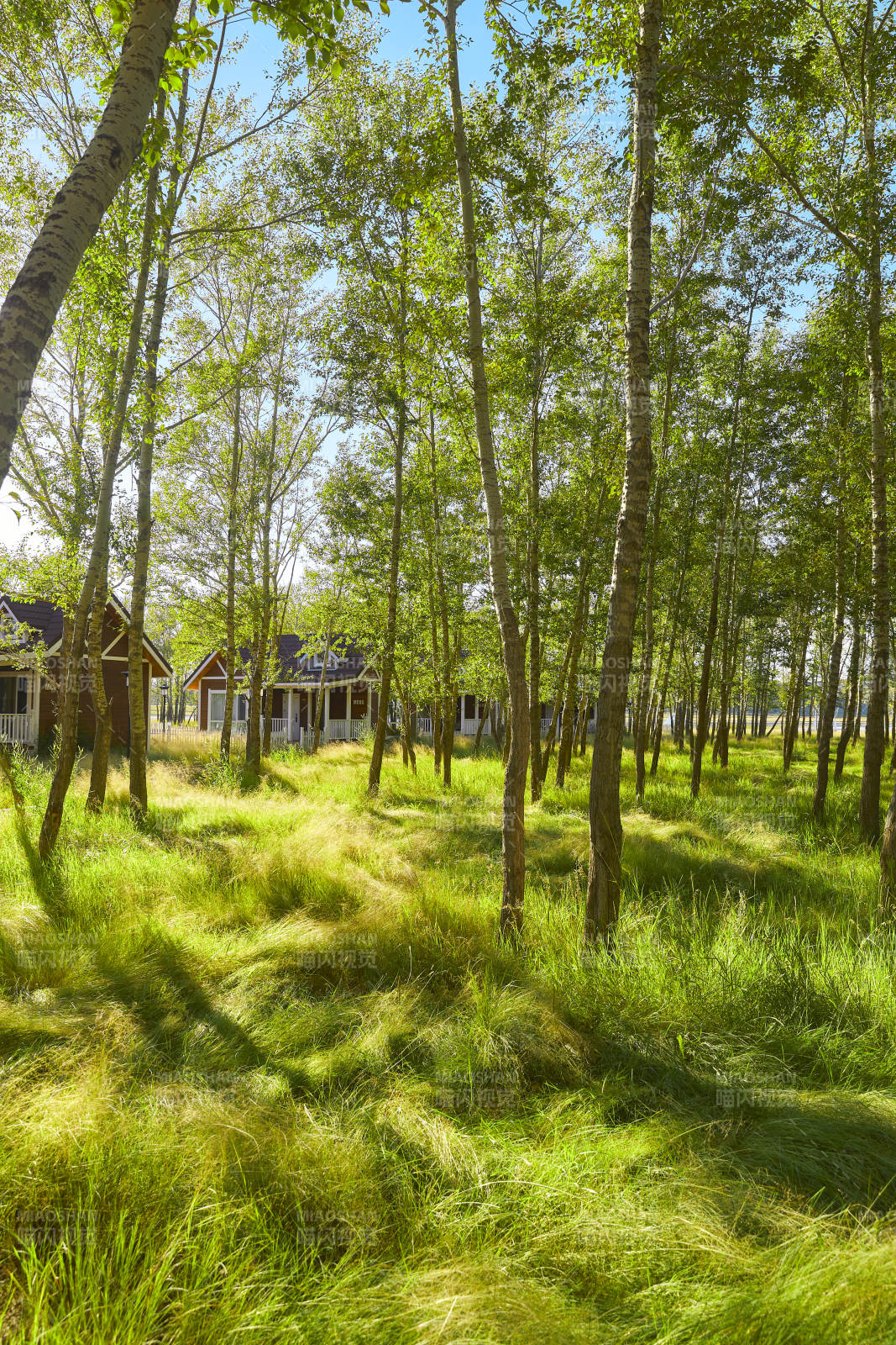 河北沽源库伦淖而旅游度假村别墅区森林草地图片