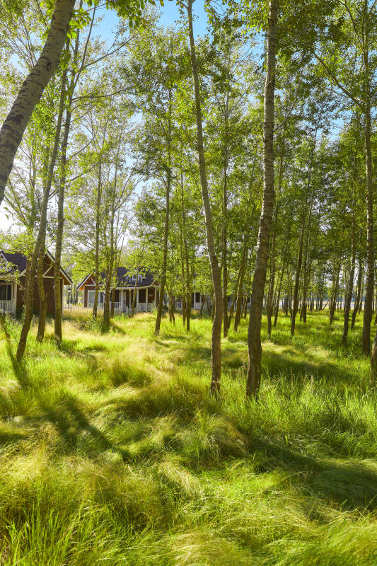 河北沽源库伦淖而旅游度假村别墅区森林草地图片