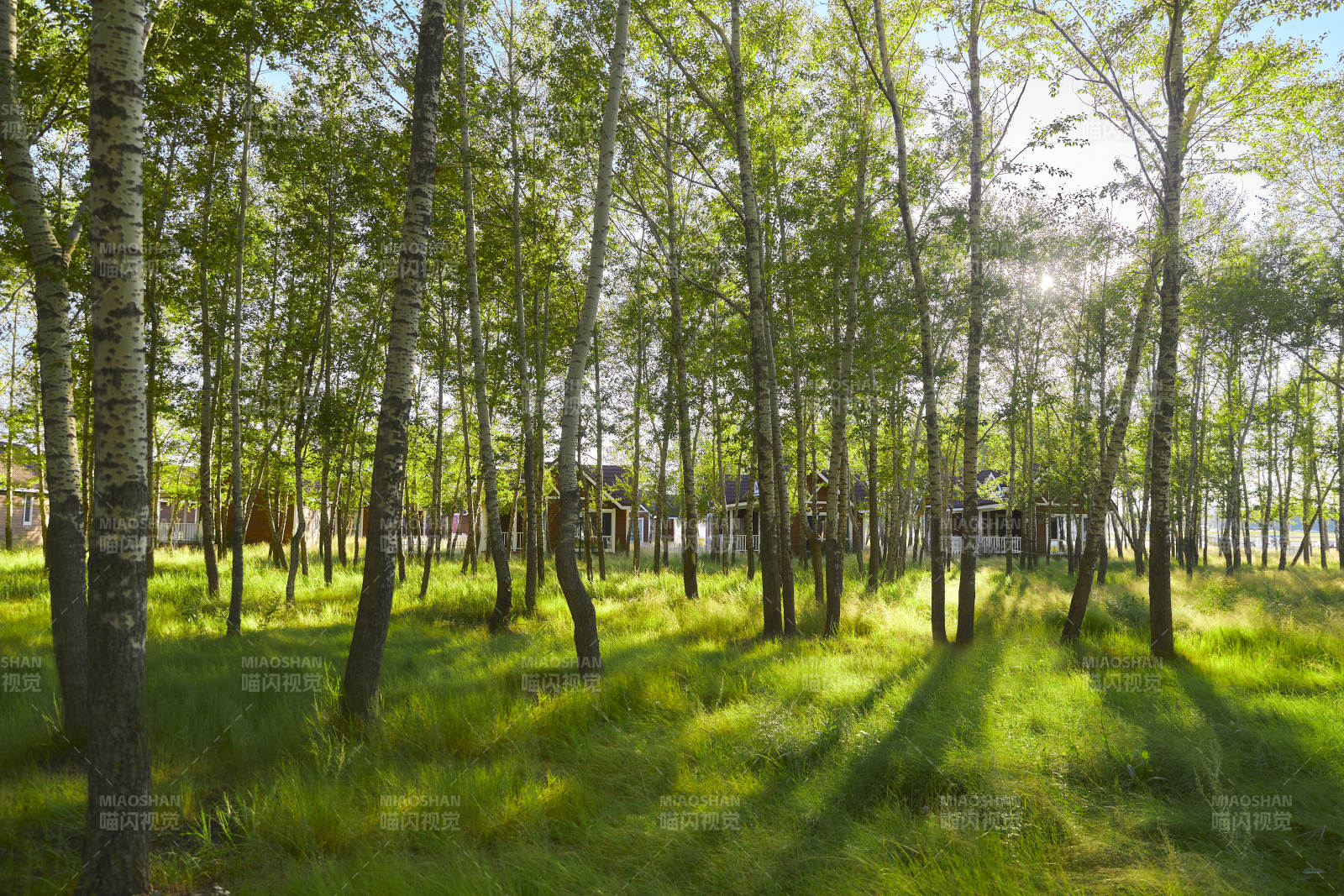 河北沽源库伦淖而旅游度假村别墅区森林草地图片