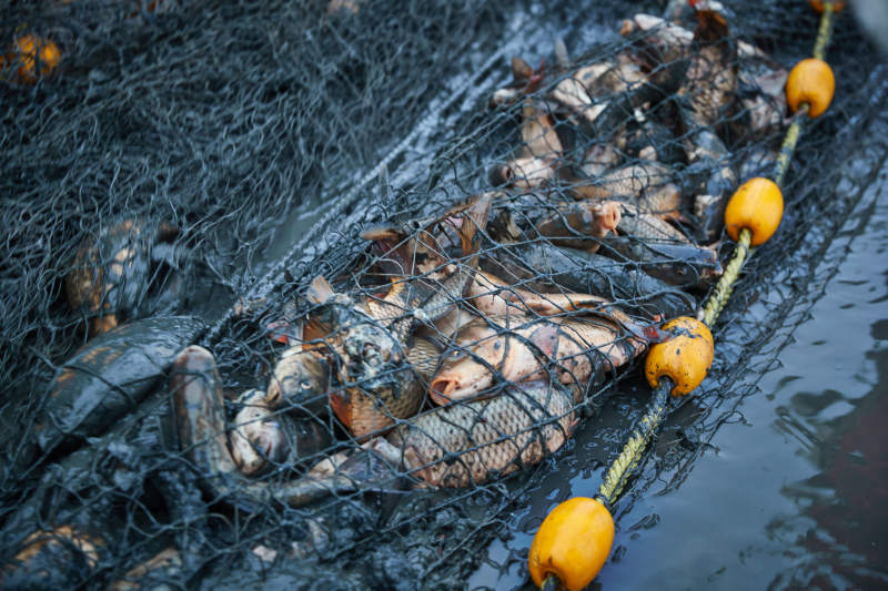 北方冬季湖面冰上捕鱼活动图片