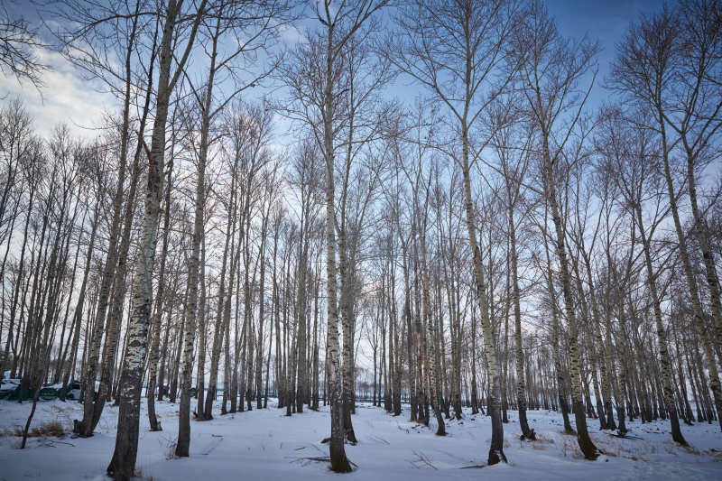 冬季森林自然风景图片
