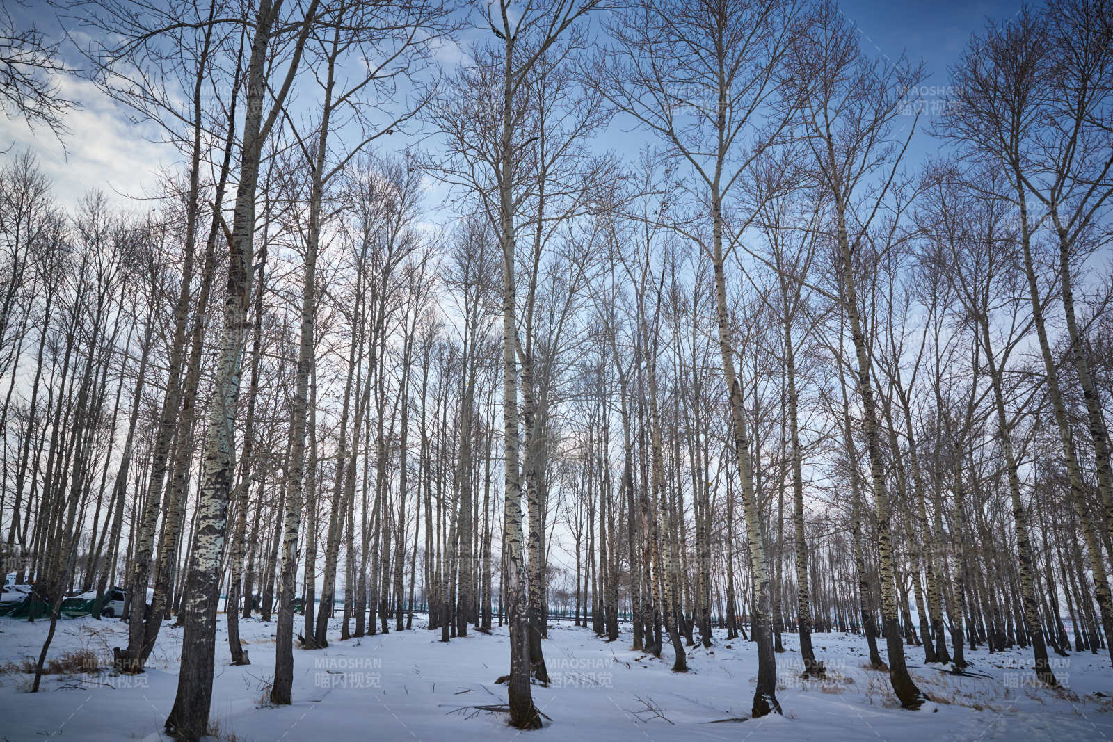 冬季森林自然风景图片