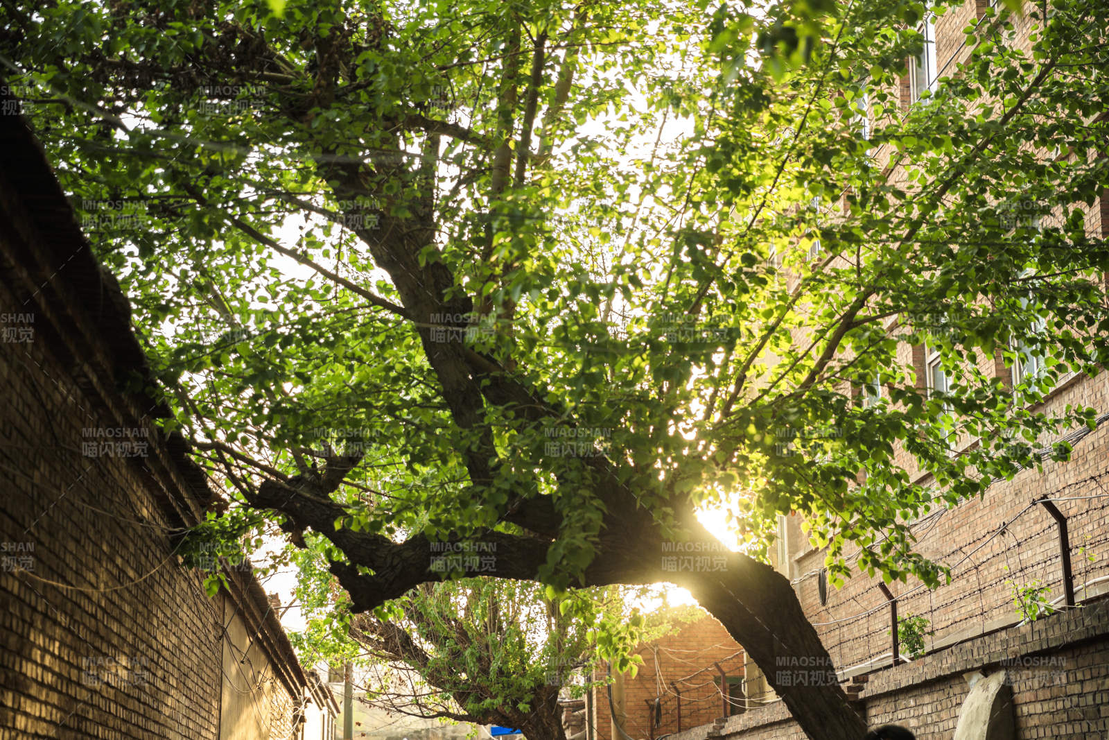 中国河北省张家口市堡子里景区夏天老建筑图片