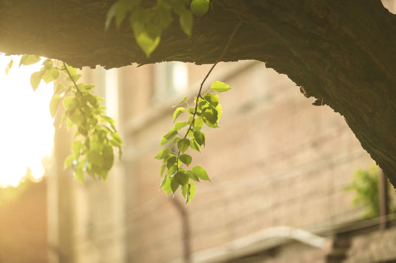 中国河北省张家口市堡子里景区夏天老建筑图片