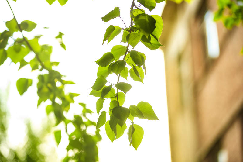 中国河北省张家口市堡子里景区夏天老建筑图片