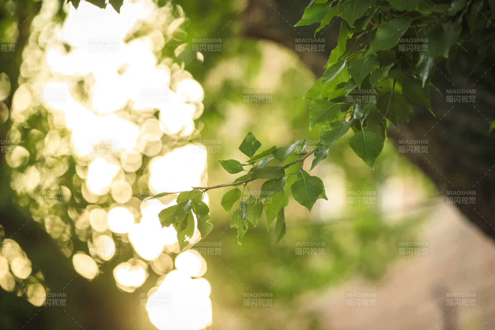 中国河北省张家口市堡子里景区夏天老建筑图片