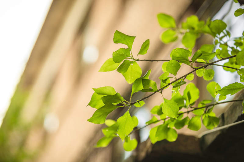 中国河北省张家口市堡子里景区夏天老建筑图片