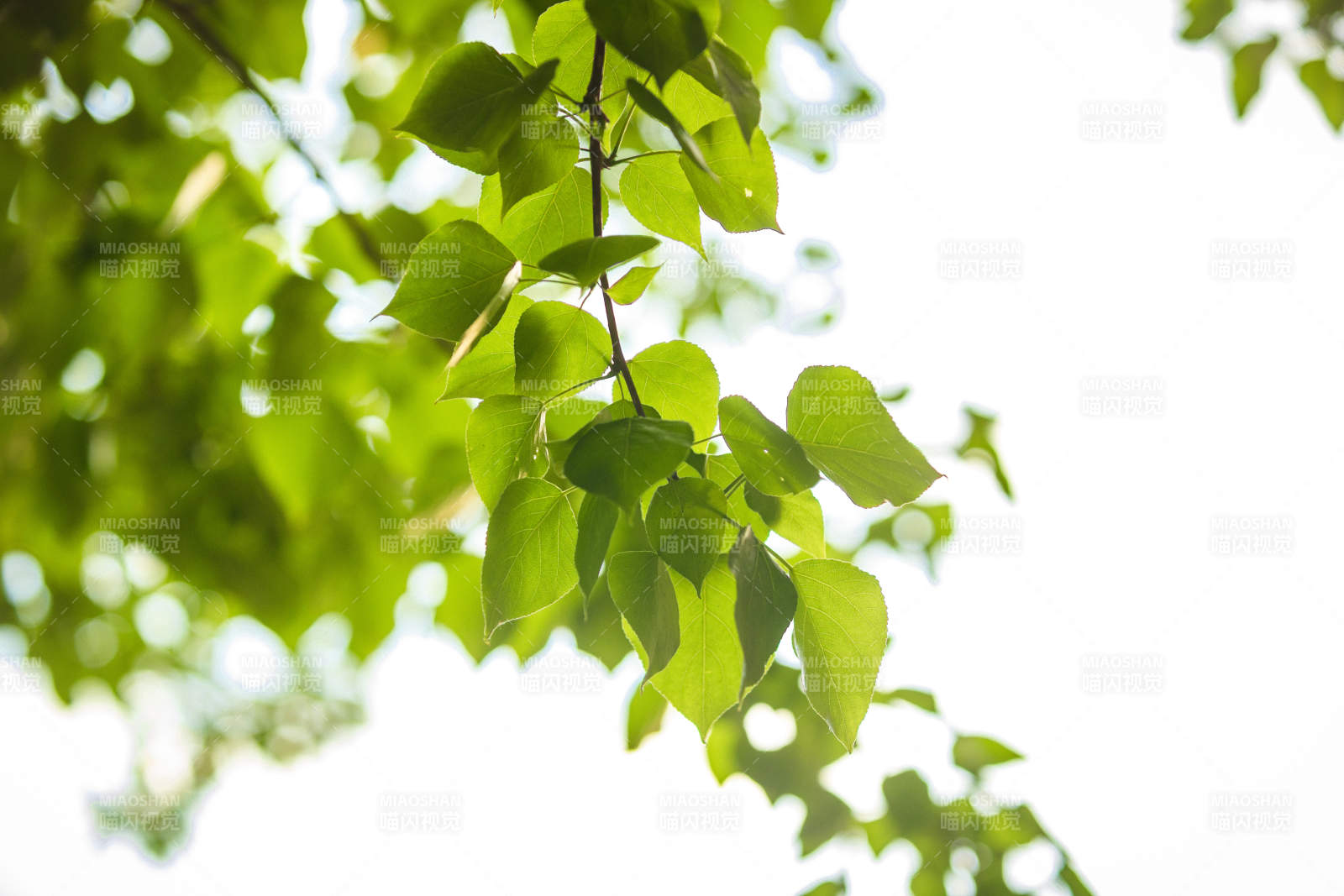 中国河北省张家口市堡子里景区夏天老建筑图片