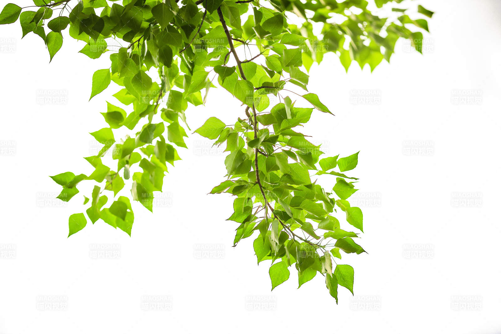 中国河北省张家口市堡子里景区夏天老建筑图片