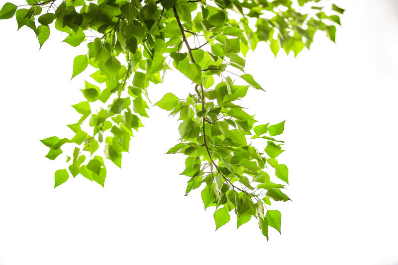 中国河北省张家口市堡子里景区夏天老建筑图片