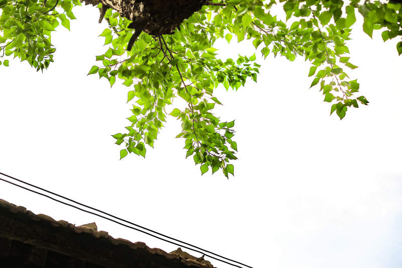 中国河北省张家口市堡子里景区夏天老建筑图片