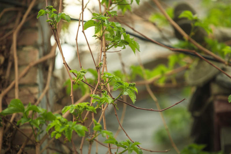 中国河北省张家口市堡子里景区夏天老建筑图片