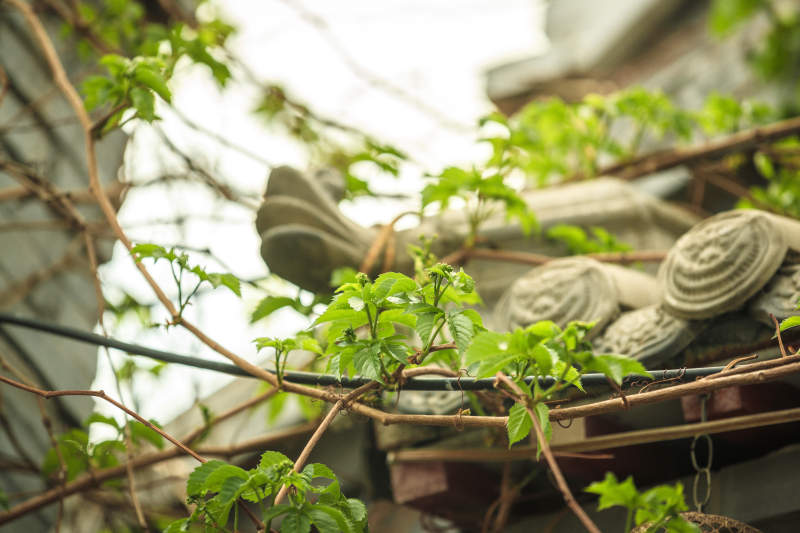 中国河北省张家口市堡子里景区夏天老建筑图片