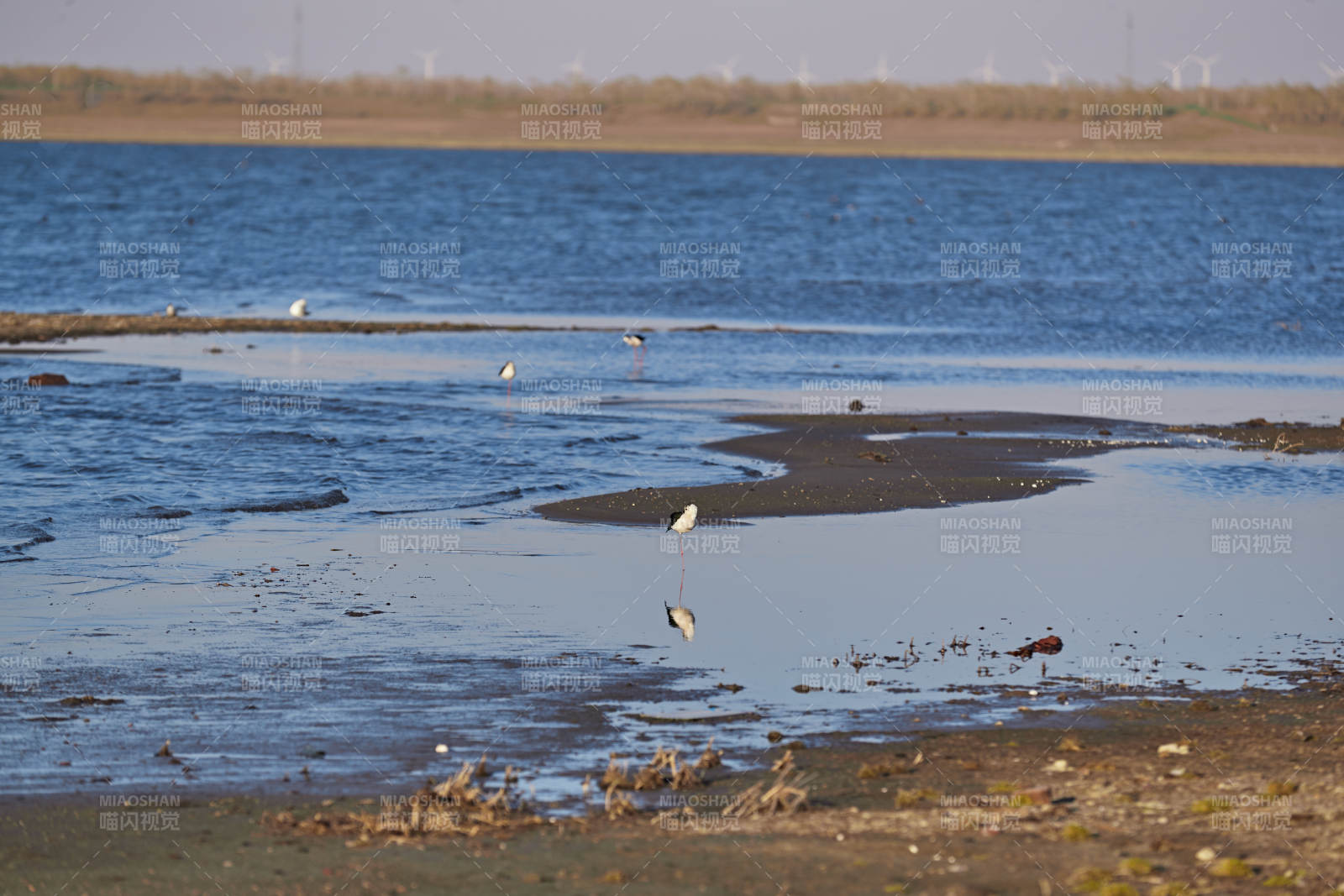 河北省沽源县天鹅湖畔湿地上的鸟类图片