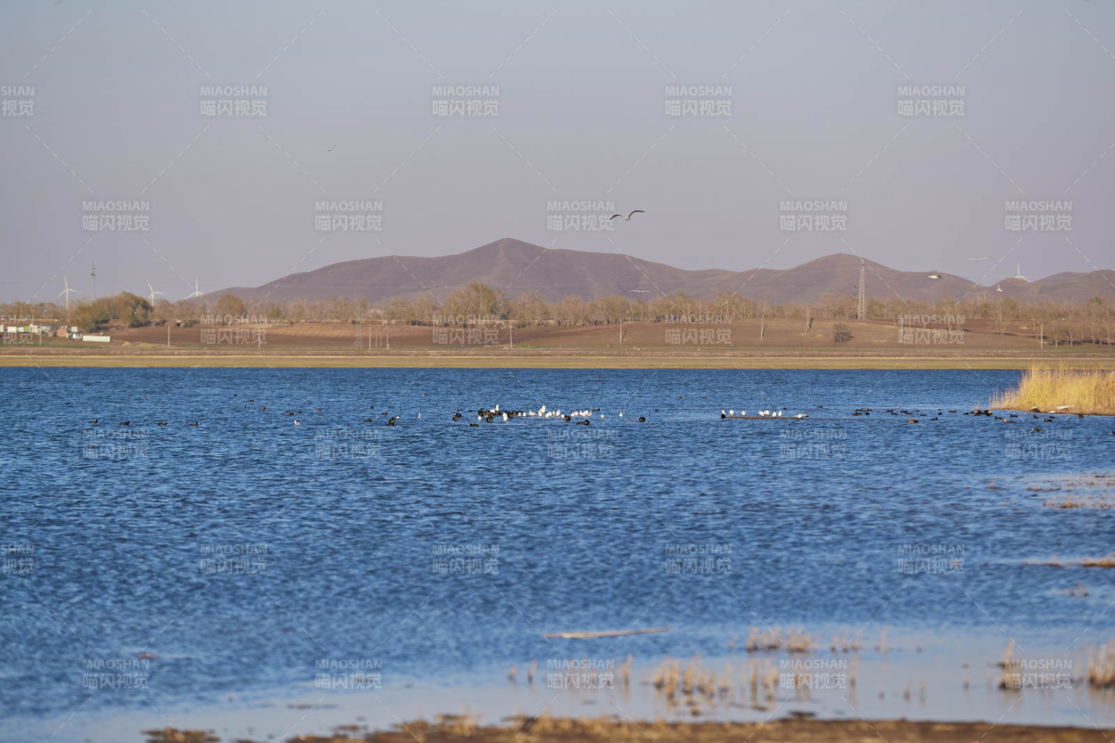 河北省沽源县天鹅湖畔湿地上的鸟类图片