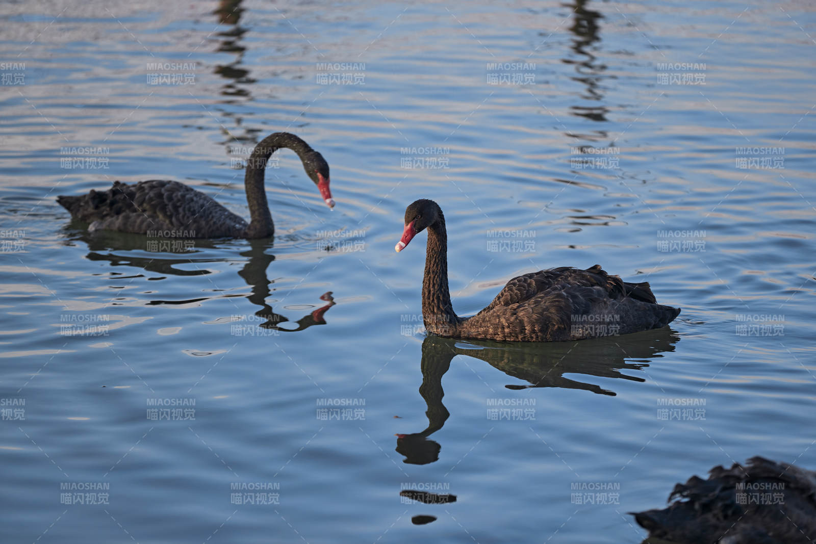 美丽的黑天鹅图片