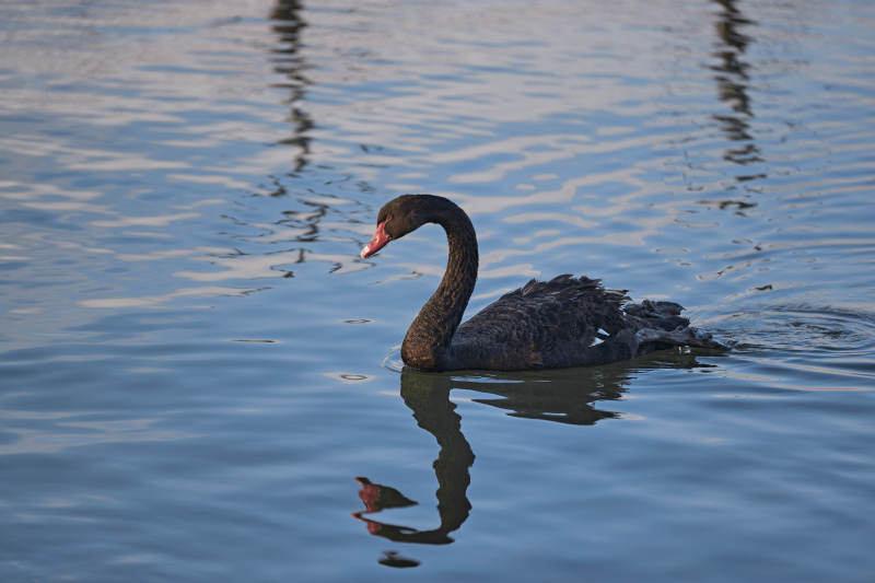 美丽的黑天鹅图片