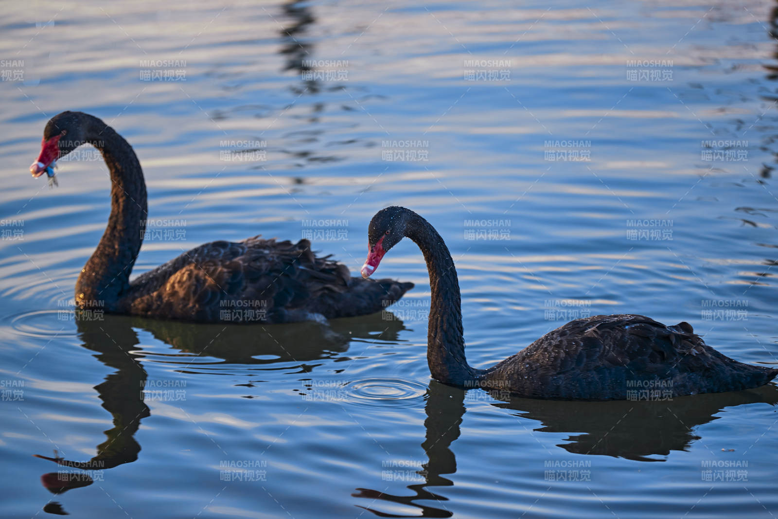 美丽的黑天鹅图片