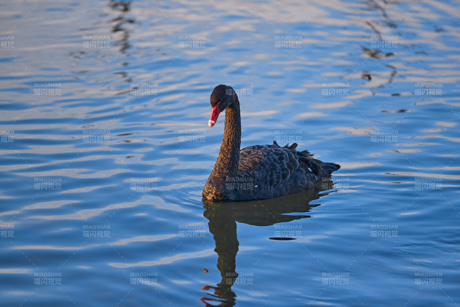 美丽的黑天鹅图片