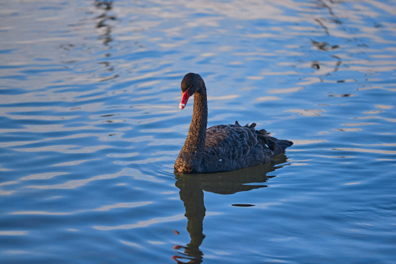 美丽的黑天鹅图片