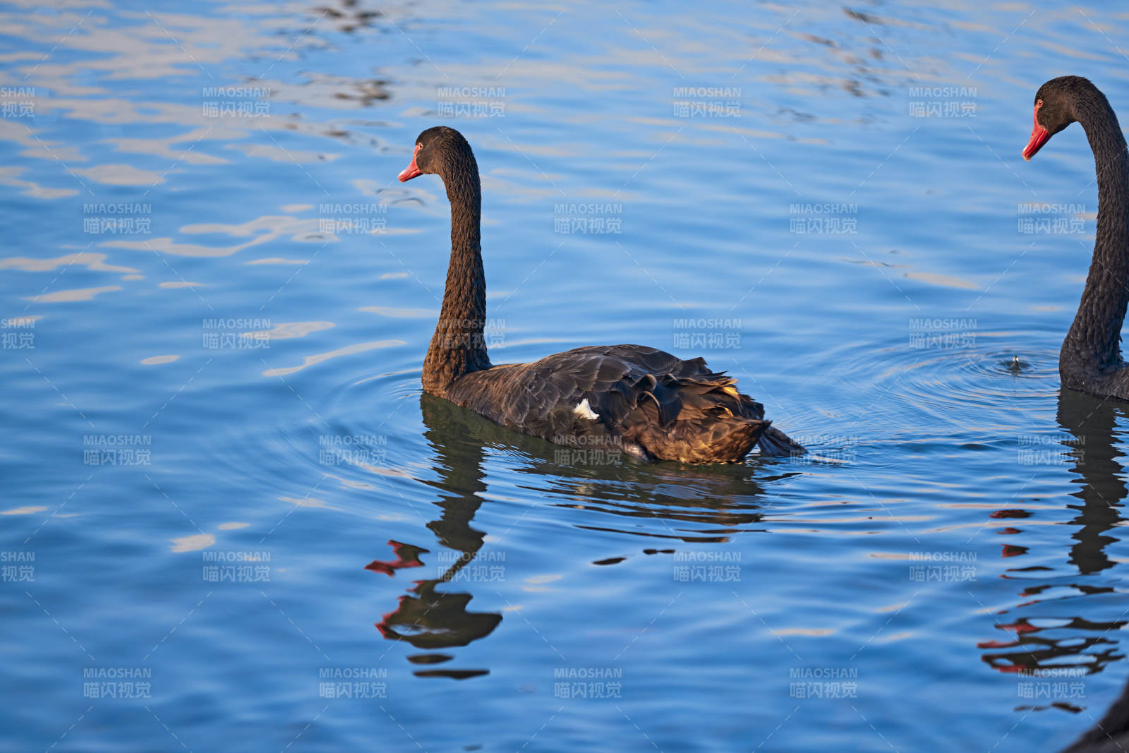 美丽的黑天鹅图片