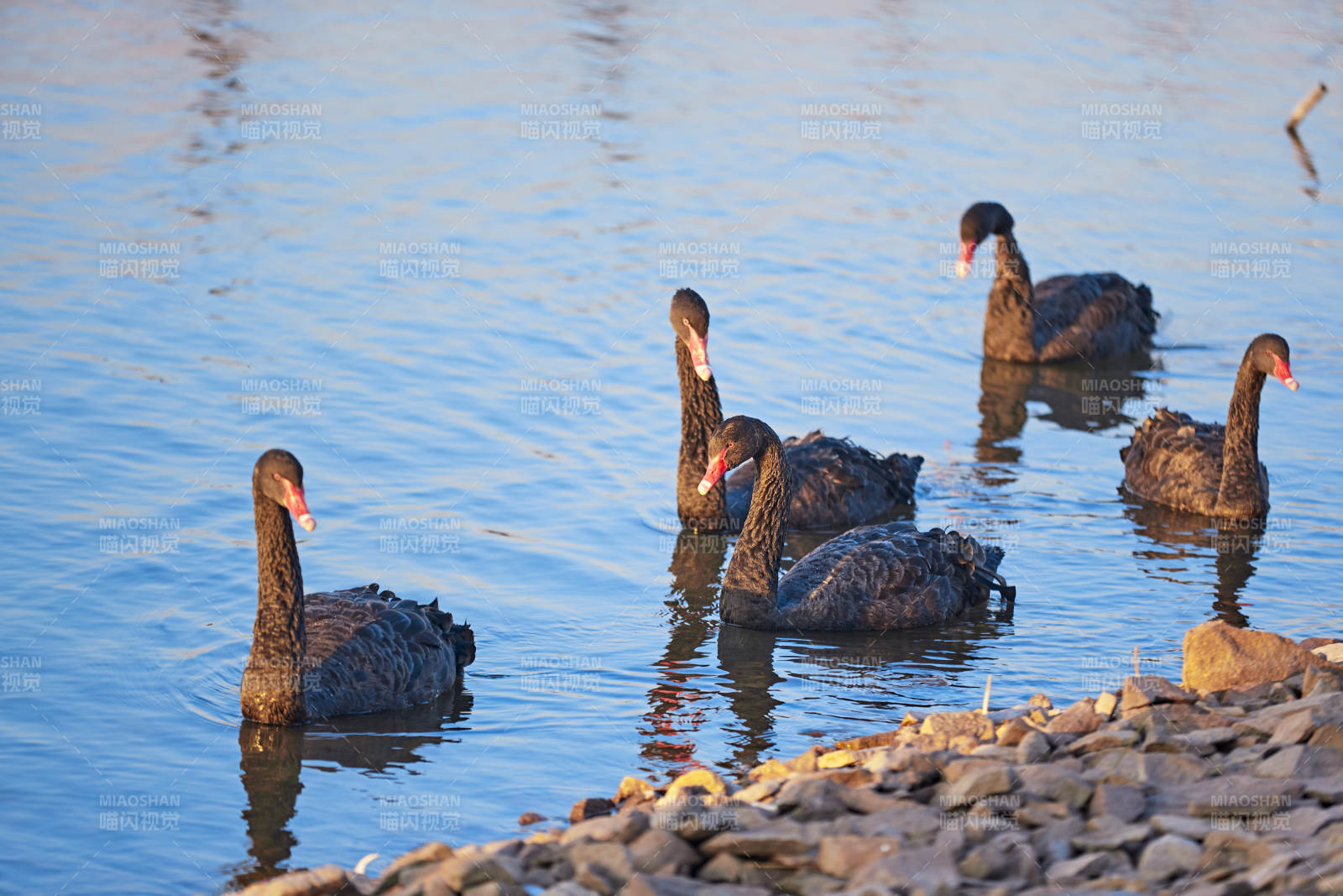 美丽的黑天鹅图片