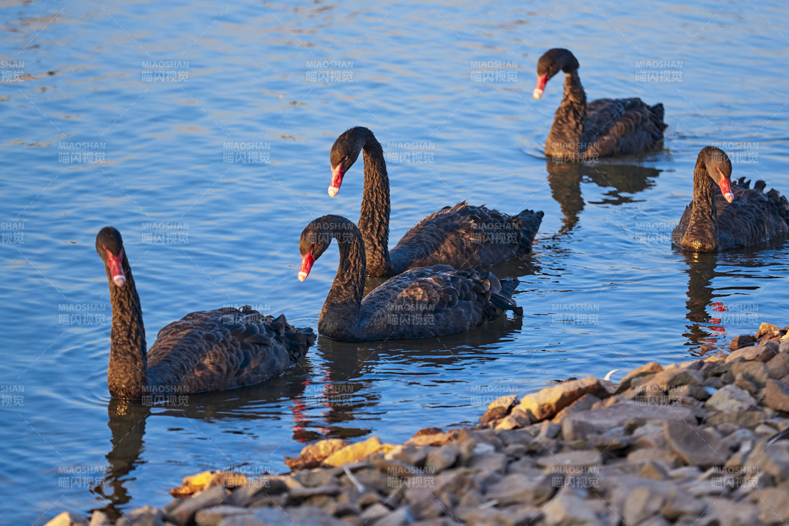 美丽的黑天鹅图片