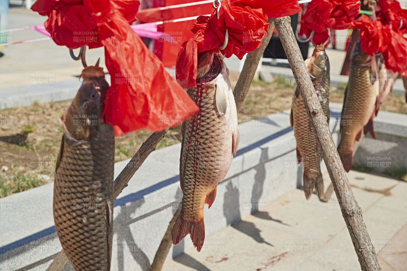 展示架上的捕捞野生大鲤鱼图片