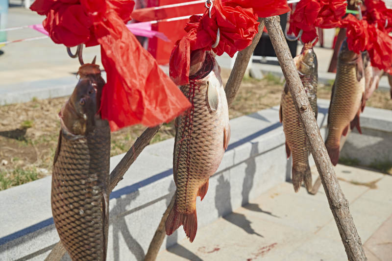 展示架上的捕捞野生大鲤鱼图片