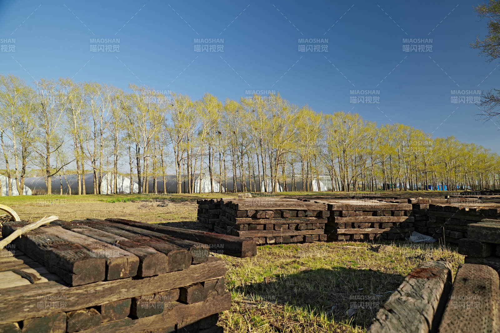 春天户外堆放在一起的木头图片