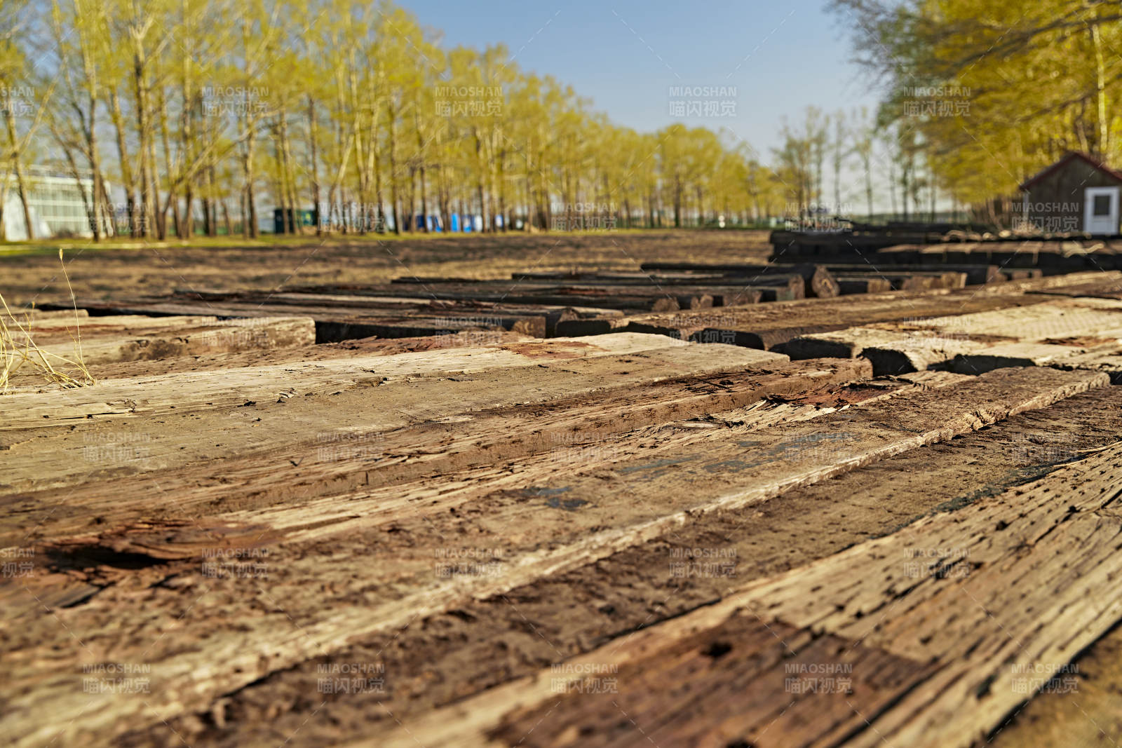 春天户外堆放在一起的木头图片