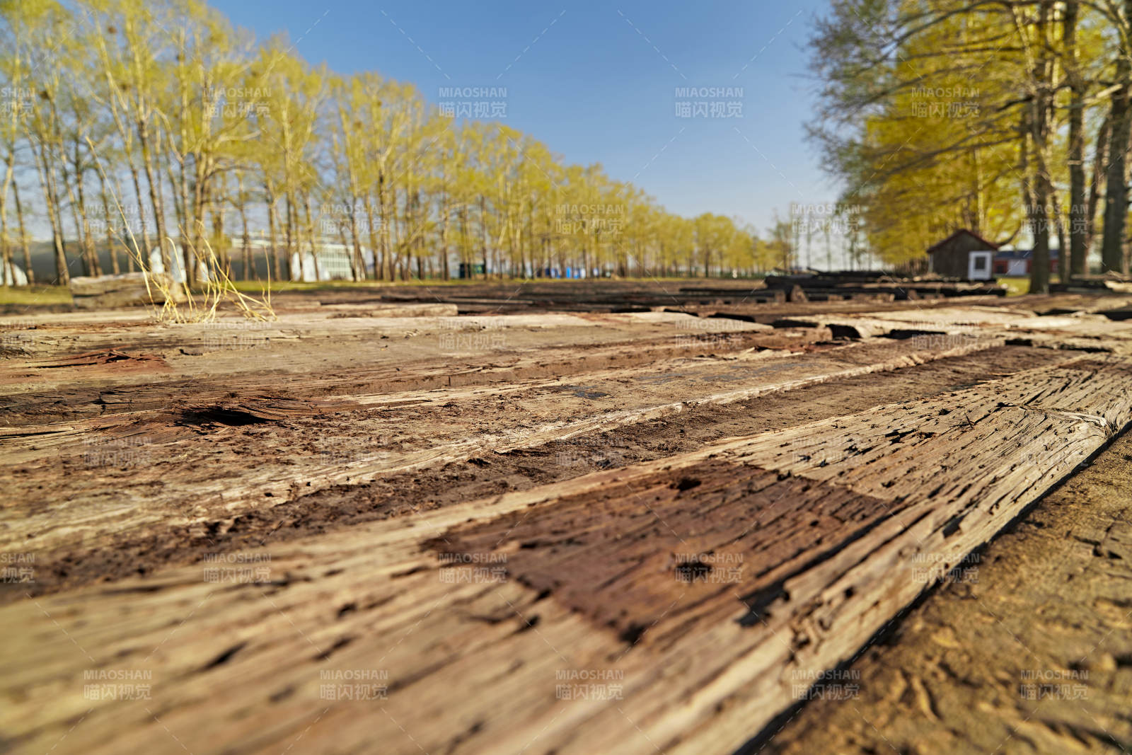 春天户外堆放在一起的木头图片