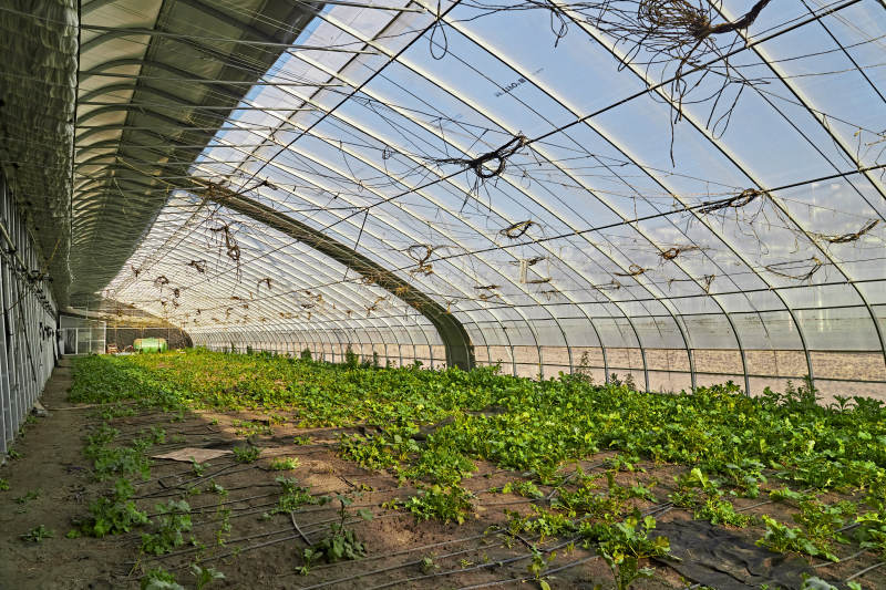 河北省沽源县库伦淖尔景区春季蔬菜大棚图片