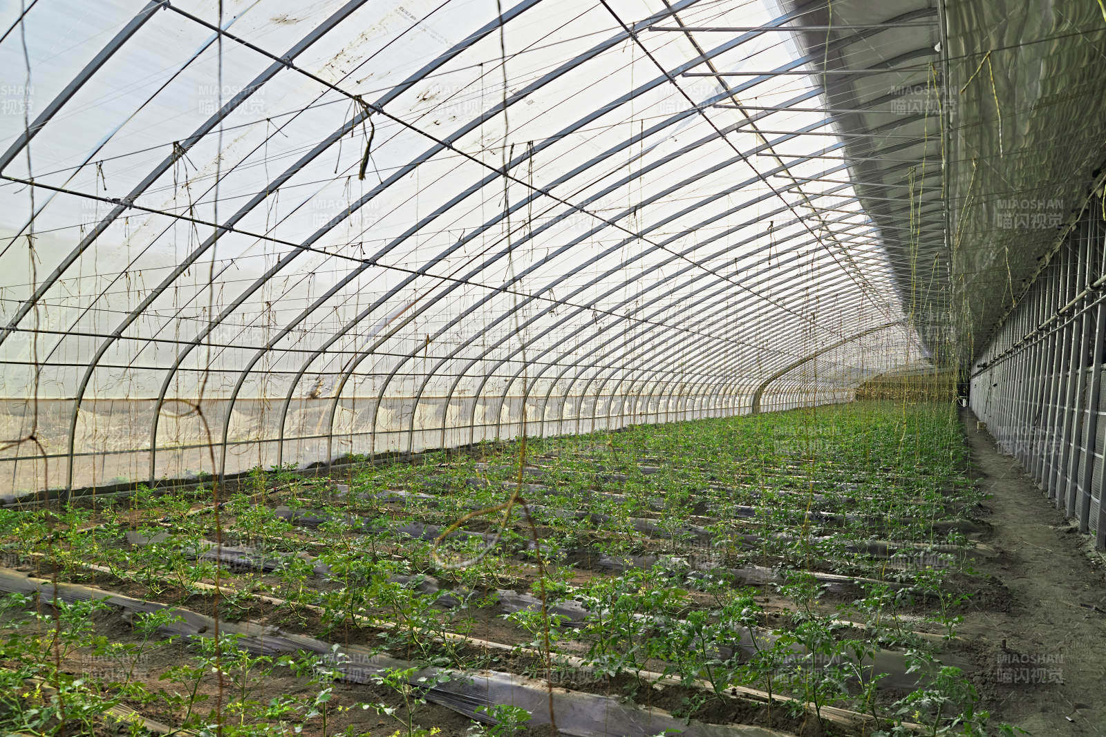 河北省沽源县库伦淖尔景区春季蔬菜大棚图片