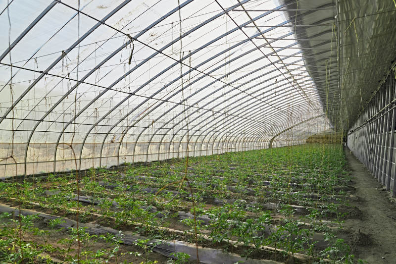 河北省沽源县库伦淖尔景区春季蔬菜大棚图片