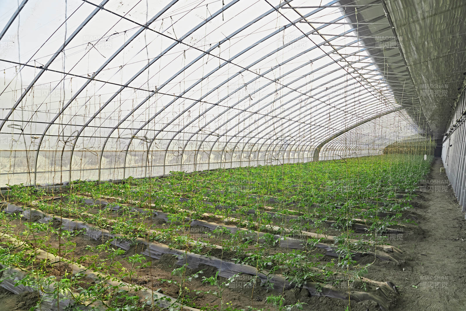 河北省沽源县库伦淖尔景区春季蔬菜大棚图片