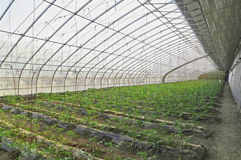 河北省沽源县库伦淖尔景区春季蔬菜大棚图片