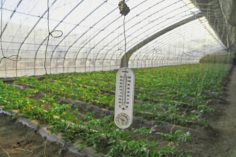 河北省沽源县库伦淖尔景区春季蔬菜大棚图片