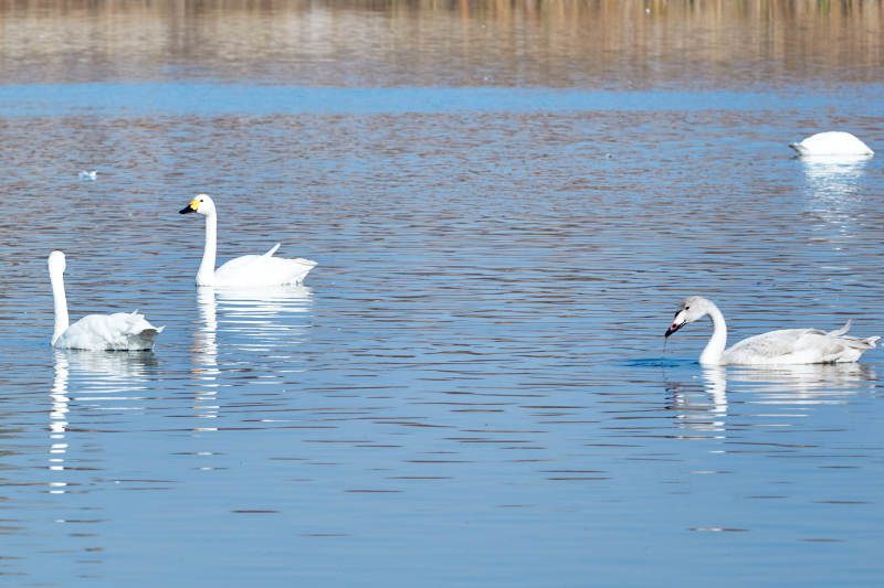 冬季栖息的天鹅图片