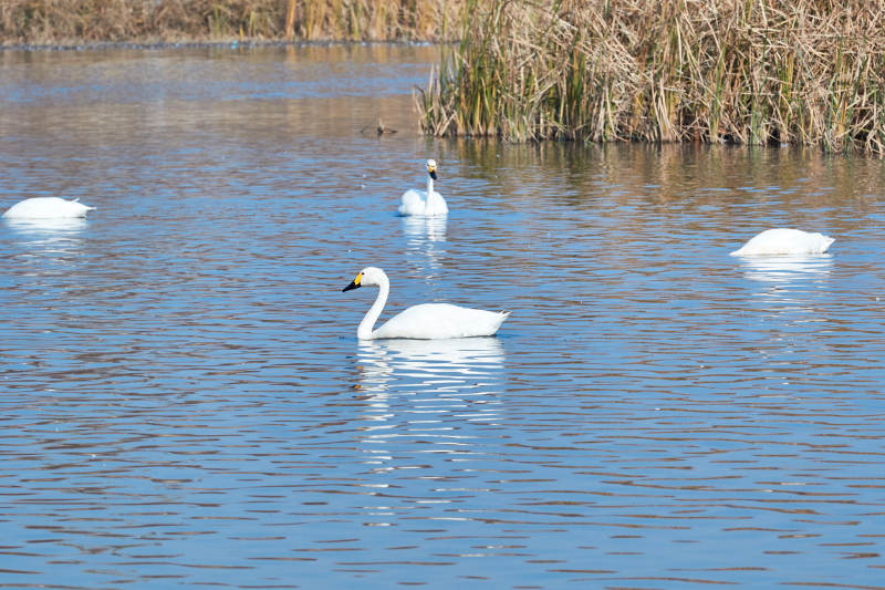 冬季栖息的天鹅图片
