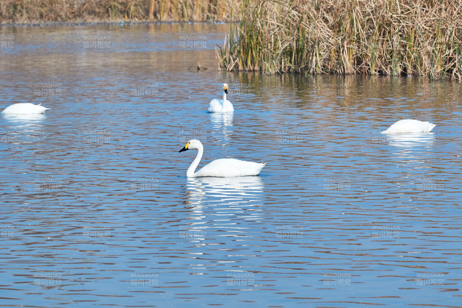 冬季栖息的天鹅图片