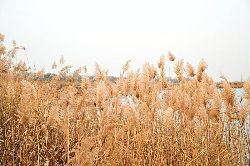 深秋初冬的荒野秋瑟湖边风景图片