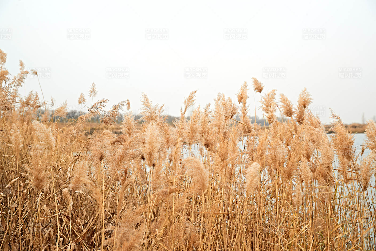深秋初冬的荒野秋瑟湖边风景图片