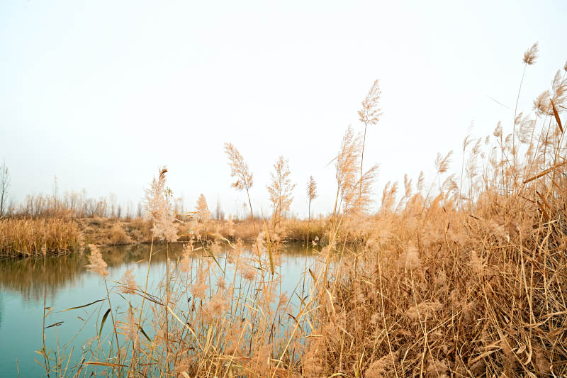 深秋初冬的荒野秋瑟湖边风景图片
