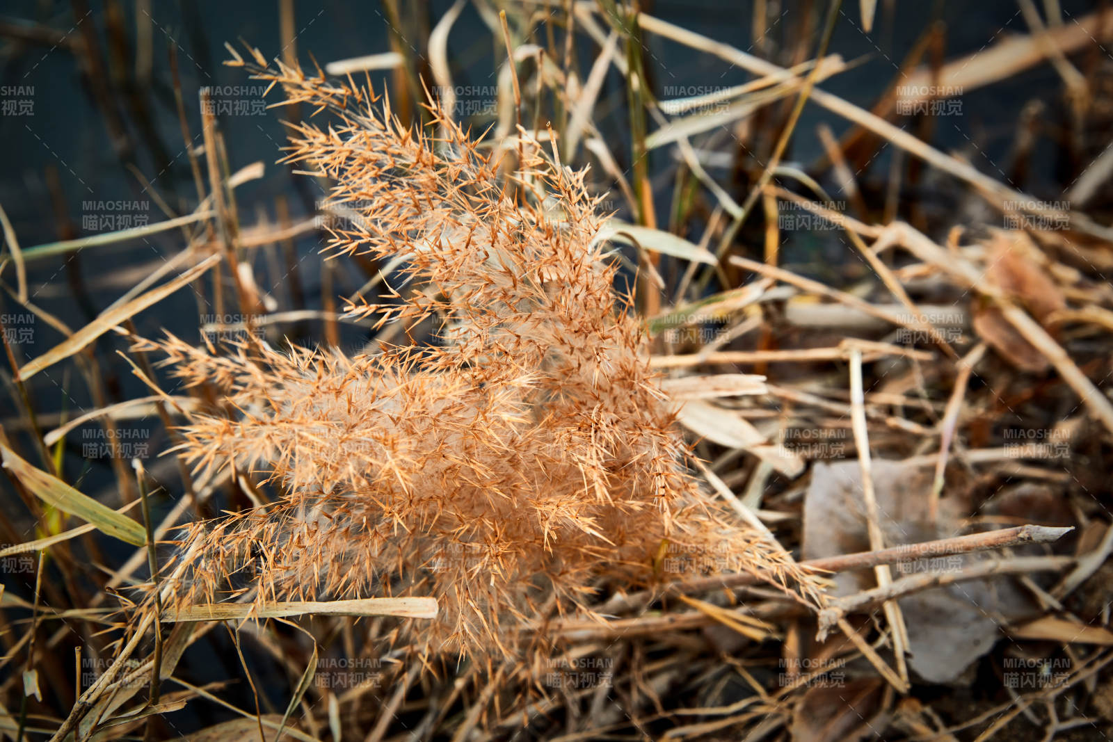 深秋初冬的荒野秋瑟湖边风景图片