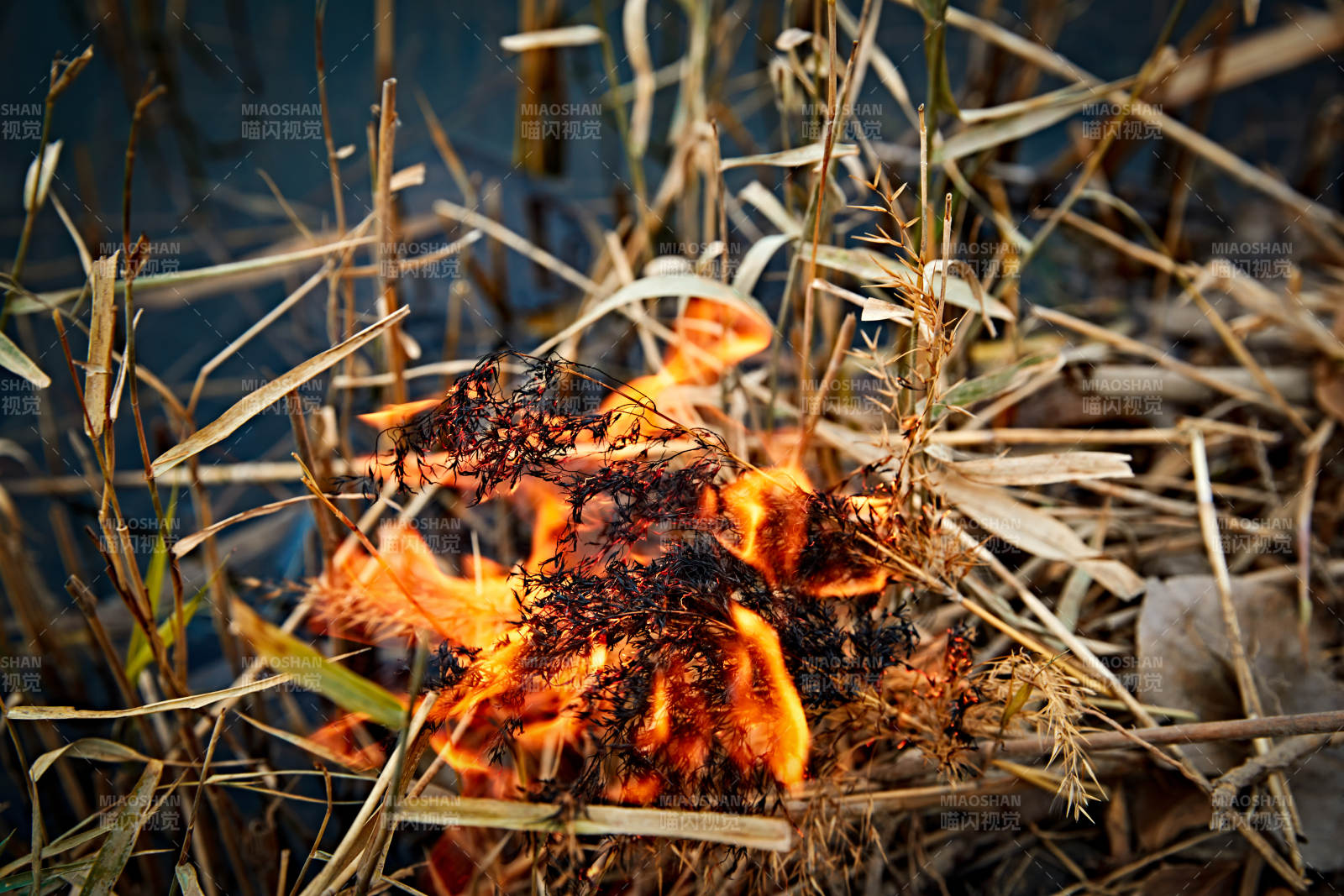 深秋湖边芦苇上燃烧的野火图片