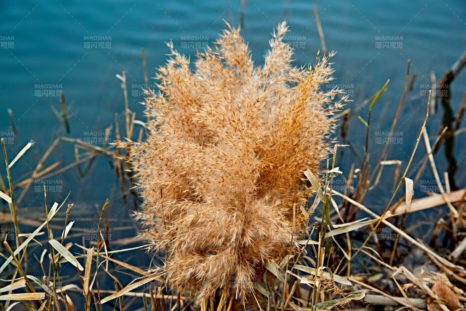 深秋湖边芦苇上燃烧的野火图片