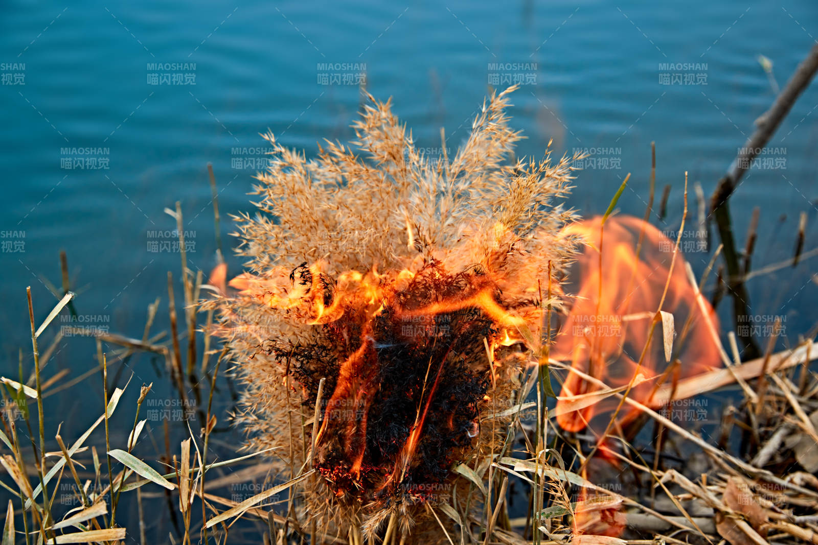 深秋湖边芦苇上燃烧的野火图片