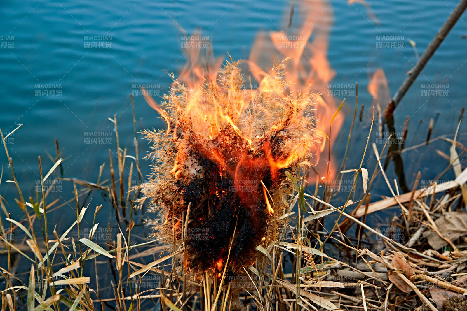 深秋湖边芦苇上燃烧的野火图片