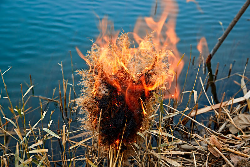 深秋湖边芦苇上燃烧的野火图片